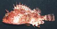 Scorpaena brasiliensis, Barbfish: aquarium