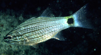 Cheilodipterus lachneri, :