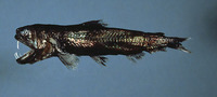Coccorella atlantica, Atlantic sabretooth:
