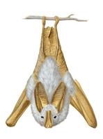 Image of: Lavia frons (yellow-winged bat)
