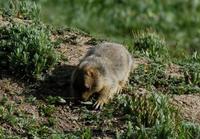 Image of: Marmota himalayana (Himalayan marmot)
