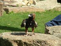Hamirostra melanosternon - Black-breasted Buzzard