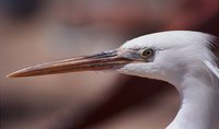 Egretta gularis - Western Reef-Egret