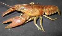 Image of: Orconectes rusticus (rusty crayfish)
