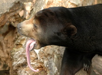 Helarctos malayanus - Malayan Sun Bear