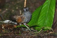 Sooty Antbird - Myrmeciza fortis