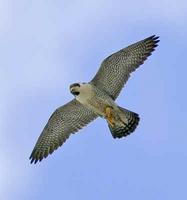 A Peregrine Falcon in flight