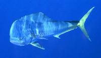 Common Dolphinfish - Coryphaena hippurus