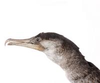가마우지   Temminck's Cormorant | Phalacrocorax filamentosus