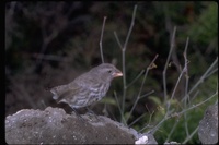 : Geospiza sp.; Ground Finch