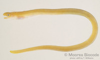 : Muraenichthys sp.