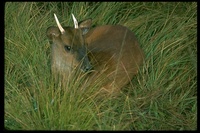 : Mazama sp.; Brocket Deer