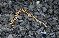 : Simoselaps anomalus; Desert Banded Snake
