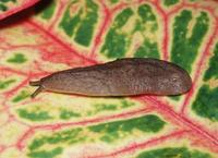 : Sarasinula plebeia; Caribbean Leatherleaf