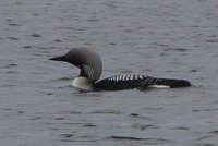 Black-throated Diver.