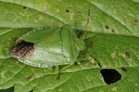 Palomena prasina - Green Shield Bug