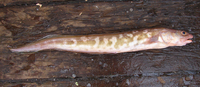 Genypterus capensis, Kingklip: fisheries