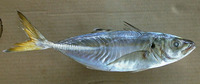 Caranx rhonchus, False scad: fisheries