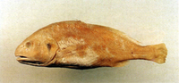 Nibea semifasciata, Sharpnose croaker: fisheries