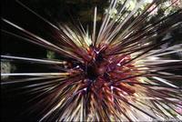 Diadema antillarum - Long-spined Sea Urchin