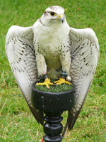 Falco rusticulus × cherrug