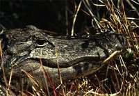 Photo: Close-up an American alligator's head