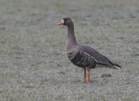 Greater White-fronted Goose - Anser albifrons
