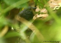 Esmeraldas Antbird - Myrmeciza nigricauda