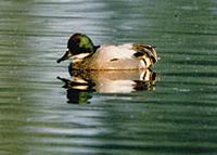 Falcated teal