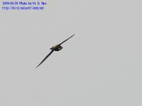 바늘꼬리칼새 White-throated Needle-tailed Swift ; 흔하지 않은 나그네새