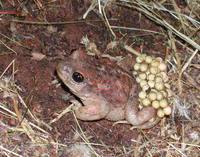 : Alytes cisternasii; Iberian Midwife Toad