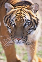 : Panthera tigris corbetti; Tiger