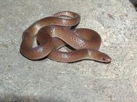 : Carphophis amoenus; Eastern Worm Snake