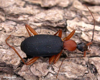 : Galerita species; False Bombardier Beetle