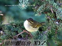 Phylloscopus trochiloides Greenish Warbler 暗綠柳鶯 098-091