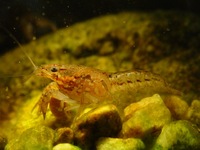 Procambarus fallax