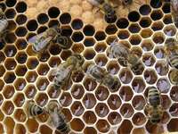 Apis mellifera - Honey Bee