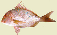 Pagrus caeruleostictus, Bluespotted seabream: fisheries, gamefish