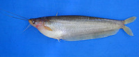 Pterocryptis taytayensis, : fisheries