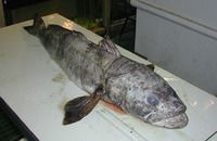 Dissostichus mawsoni, Antarctic toothfish: fisheries