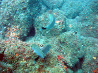 Haemulon maculicauda, Spottail grunt: fisheries