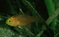 Apogon hoevenii, Frostfin cardinalfish: