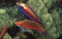 Cirrhilabrus punctatus, Dotted wrasse: aquarium