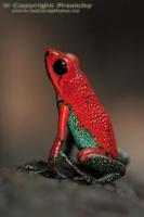 Dendrobates granuliferus - Granular Poison Frog