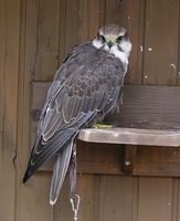 Falco jugger - Laggar Falcon
