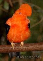 Rupicola peruviana - Andean Cock of the Rock