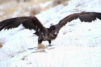 Image of: Aegypius monachus (cinereous vulture)