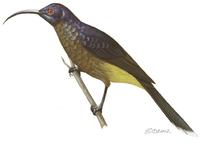 Image of: Dreptes thomensis (giant sunbird)