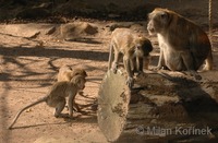 Macaca fascicularis - Long-tailed Macaque