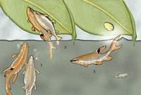 Image of: Copella, Characiformes (leporins and piranhas), Copella arnoldi (jumping characin)